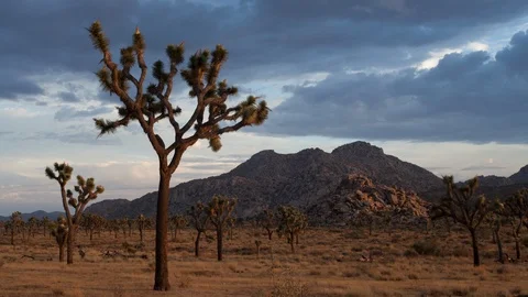 4K Time lapse of sunset clouds above rocky hills and a field of Joshua Trees Stock Footage 116396594