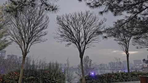 4K Time Lapse Symmetrical Tree Silhouettes Framing City Lake at Blue Hour Stock Footage 322827575