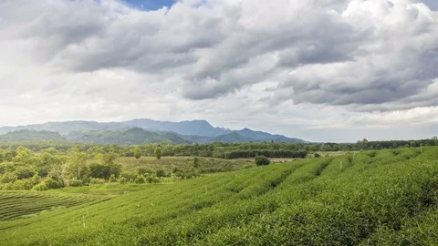 4K Time lapse of tea garden or tea plantation with nice cloud sky background Video stock 80066093