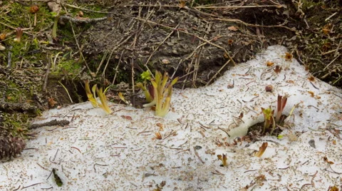 4K time lapse tilt down following melting snow level and growing plants Stock Footage 67994374