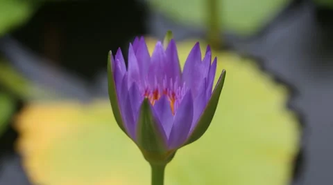 4K time lapse top view lotus petals is opening on morning time Stock Footage 63750717