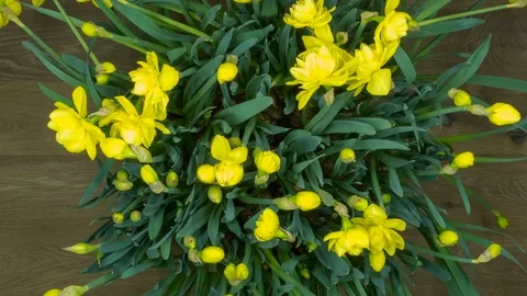 4K time lapse top view many yellow narcissus growing Vidéo 104697780