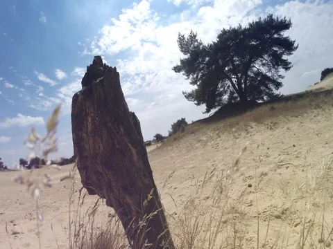 4K Time lapse Tree and wood on the sand with bright clouds - The Netherlands Stock Footage 77434560