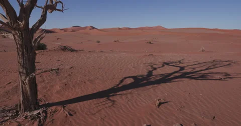 4K time lapse of tree shadow moving over sand dunes Stock Footage 64698175