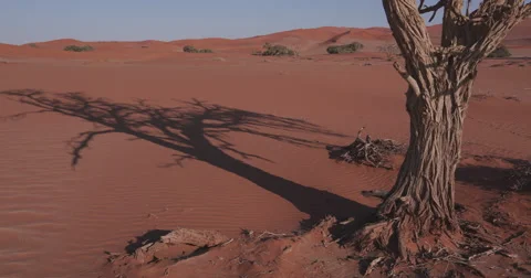 4K time lapse of tree shadow moving over sand dunes Video stock 64698188