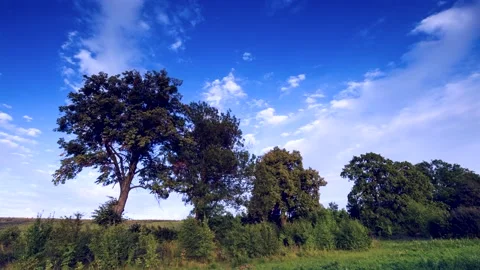 4k time lapse with trees on green meadow at summer afternoon. Stock Footage 155592425