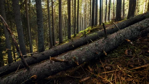 4K Time Lapse of Two Fallen Trees in the Woods Stock Footage 146762017