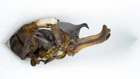 4K time-lapse video of beetles Metamorphosis. Stock Footage 263953776