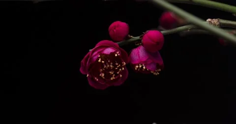 4K time-lapse video of the blooming of the red plum trees while turning them. Stock Footage 228149005