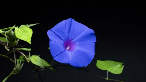 4K time-lapse video of blue morning glory from bloom to wilt. Stock-Footage 240926947