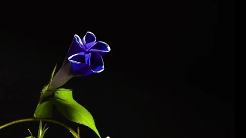 4K time-lapse video of blue morning glory from bloom to wilt. Stock Footage 240966050