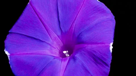 4K time-lapse video of blue morning glory from bloom to wilt. Stock Footage 241198194
