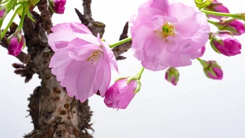 4K time-lapse video of cherry blossoms opening. Video stock 293180676