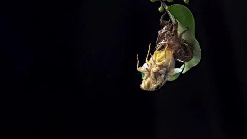 4K time-lapse video of cicada emergence. Stock Footage 240821490