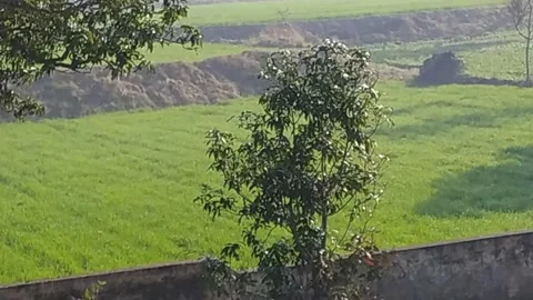 4K Time lapse video of fields during morning time. Stock Footage 145673135