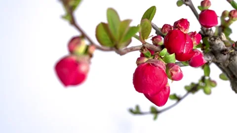 4K time-lapse video of the flowering process while slowly turning. Stock Footage 254629082