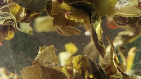 4k time lapse video of healthy tea. Green Tea 4k time-laps Stock Footage 260691056