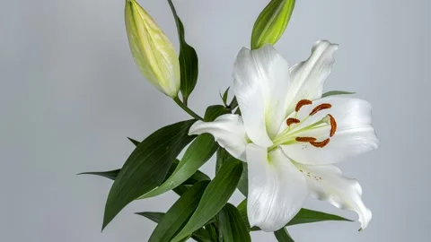 4K time-lapse video of a large lily blossoming. Stock Footage 261543498