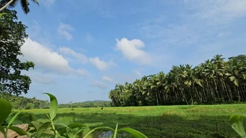 4k time-lapse video in the paddy field Stock Footage 246955887