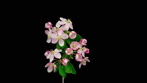 4k time lapse video of ping apple flower flourishing and opening Stock Footage 130260836