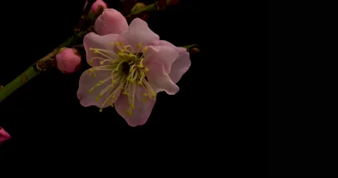 4K time-lapse video of pink plum blossoms in bloom. Stock-Footage 212025866