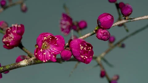 4K time-lapse video of pink plum blossoms slowly blooming on a gray background. Stock Footage 254748611
