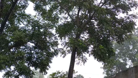 4K time lapse video of rain water looks like snow fall. Video stock 138316059