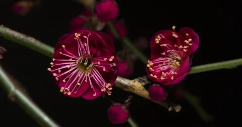 4K time-lapse video of red plum blossoms blooming. Stock Footage 211586685