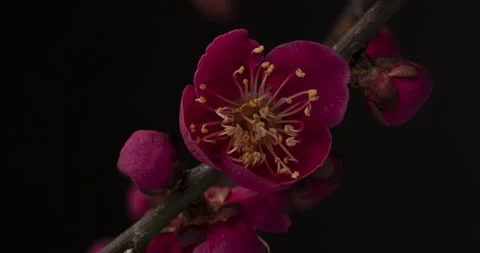 4K time-lapse video of red plum blossoms in bloom. Stock-Footage 212537605