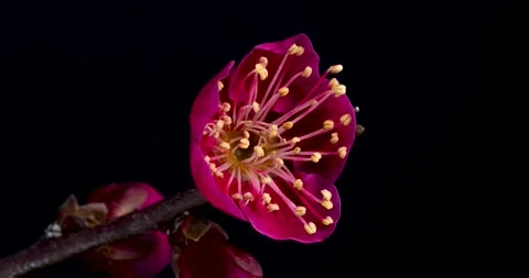4K time-lapse video of red plum blossoms in bloom Stock Footage 227627942