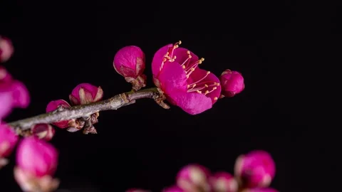 4K time-lapse video of red plum blossoms in bloom Video stock 231405377