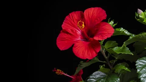4K time-lapse video of red hibiscus blooming. Stock Footage 244753866