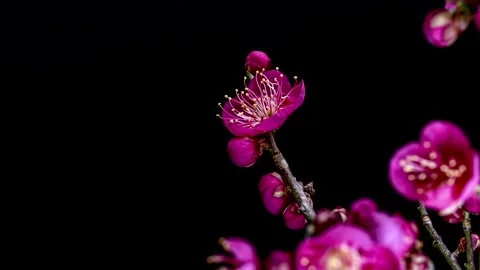 4K time-lapse video of red plum blossoms blooming, slowly rotating. Stock Footage 252723361