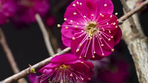 4K time-lapse video of red plum blossoms in bloom. Stock Footage 254790308