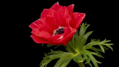 4K time-lapse video of red anemones in bloom. Stock Footage 260820536