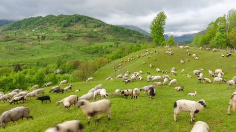 4k time lapse video of sheep grazing on filed Stock Footage 130552264