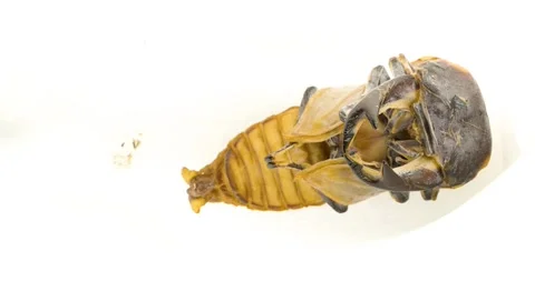 4K time-lapse video of stag beetle hatching. Stock Footage 199252057