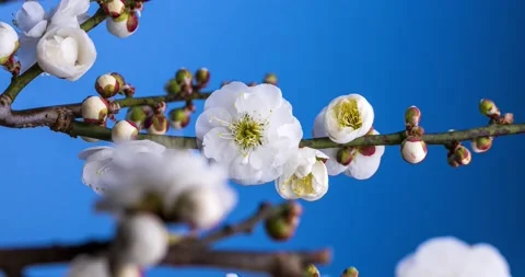 4K Time-lapse video of white plum blossoms in bloom. Blue background Stock Footage 214126304