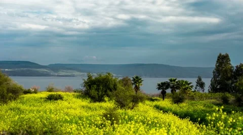 4K time lapse view of the yellow mustard flower field on the banks of the Sea of Stock Footage 47329029