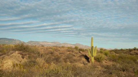4K time lapse of wave clouds in blue sky above a Saguaro cactus in Arizona Stock Footage 229043838