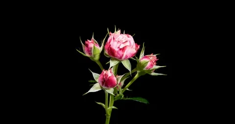 4K Time-lapse of white and red roses on black background Stock Footage 91489486