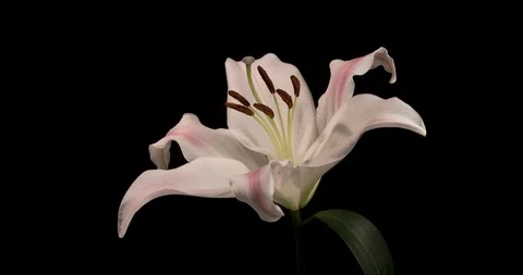 4K Time-lapse of white lily flower on black background Stock Footage 91492574