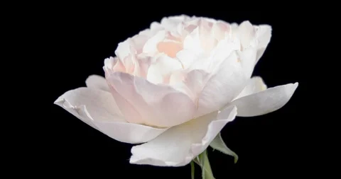4K Time-lapse of white rose on black background, close up Stock Footage
