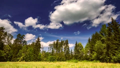4k time lapse with wild meadow in forest under blue sky with clouds. Stock Footage 154434363