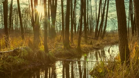 4k time lapse with wild river in swampy terrain. Stock Footage 155594136