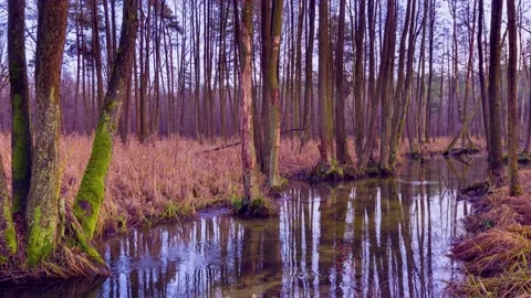4k time lapse with wild river in swampy terrain. Stock Footage 155754380
