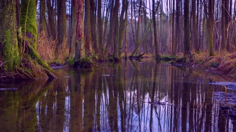 4k time lapse with wild river in swampy terrain. Stock Footage 155797870