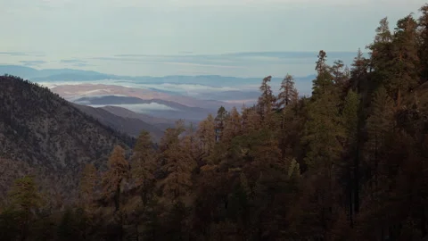 4K time lapse of wildfire burned trees in the San Gabriel Mountains Stock Footage 163912689