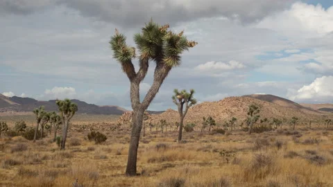 4K Time lapse of windy clouds and blue sky in Joshua Tree national park Video stock 147515216