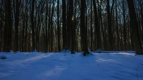 (4k) Time-lapse of winter forest landscape with moving sun and shadows Stock Footage 71600746